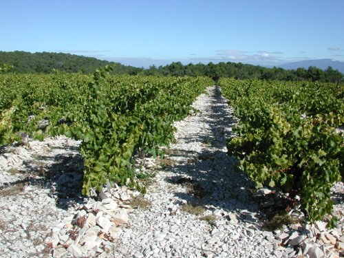 flauzieres_vignes_segure_cjy_caviste_bretagne.jpg